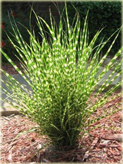 Miskant Apache Miscanthus sinensis Apache