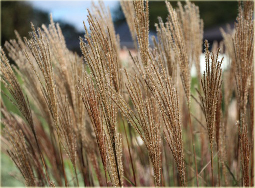 Miskant Dronning Ingrid Miscanthus sinensis Dronning Ingrid