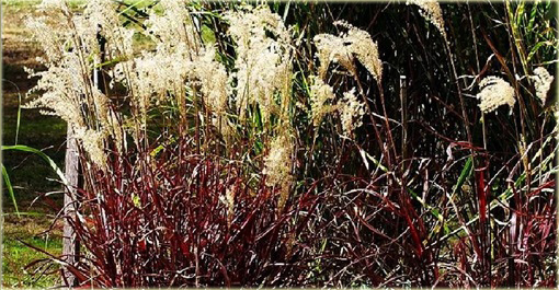 Miskant Dronning Ingrid Miscanthus sinensis Dronning Ingrid