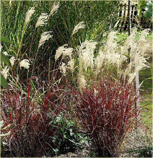 Miskant Dronning Ingrid Miscanthus sinensis Dronning Ingrid