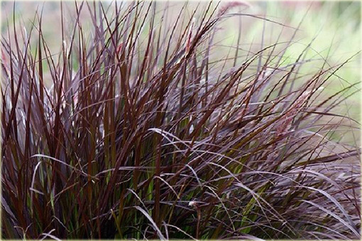 Miskant Dronning Ingrid Miscanthus sinensis Dronning Ingrid