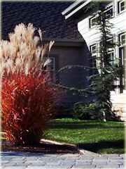 Miskant Dronning Ingrid Miscanthus sinensis Dronning Ingrid