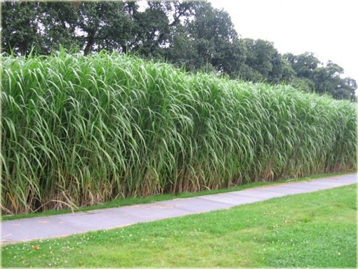 Miskant Giganteus Miscanthus sinensis Giganteus