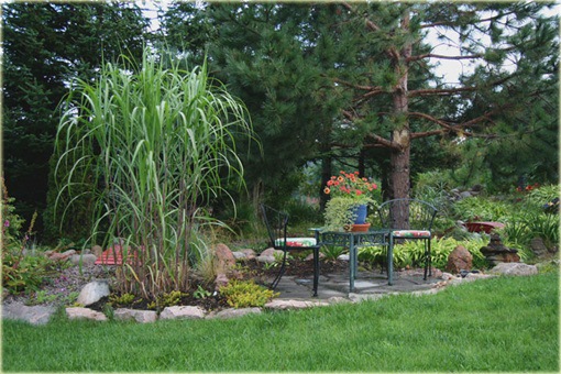 Miskant Giganteus Miscanthus sinensis Giganteus