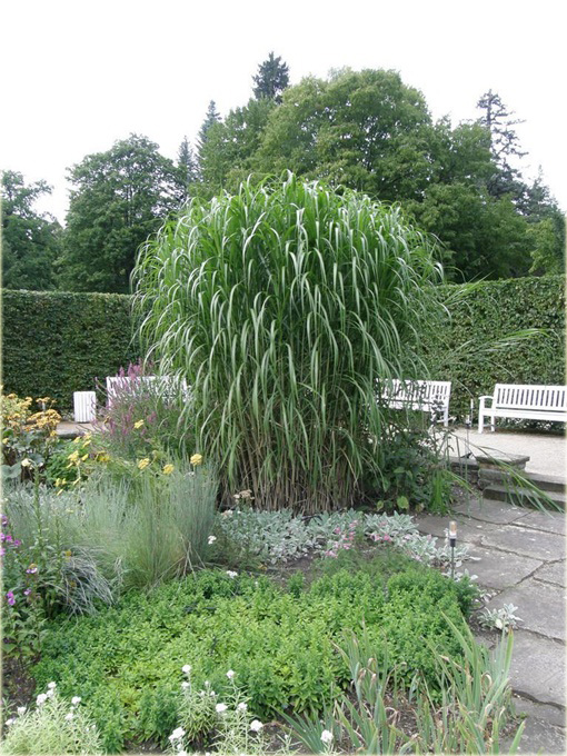 Miskant Giganteus Miscanthus sinensis Giganteus