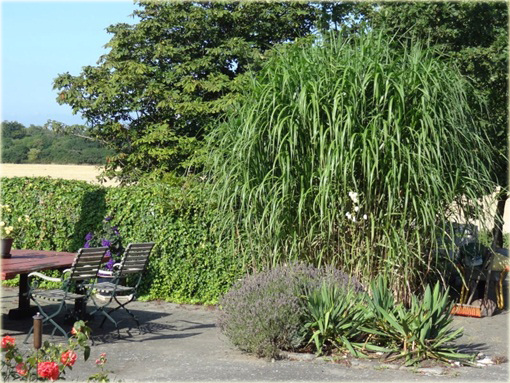 Miskant Giganteus Miscanthus sinensis Giganteus