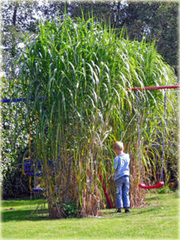 Miskant Giganteus Miscanthus sinensis Giganteus
