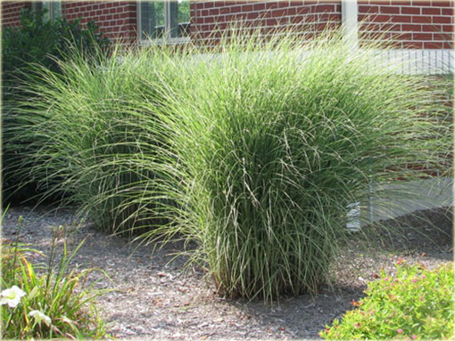 Miskant Morning Light Miscanthus sinensis Morning Light