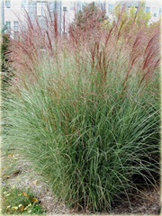 Miskant Morning Light Miscanthus sinensis Morning Light