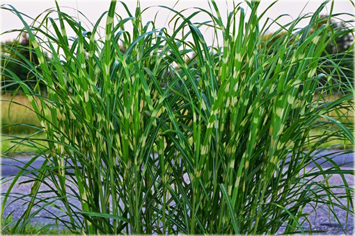 Miskant Strictus Miscanthus sinensis Strictus