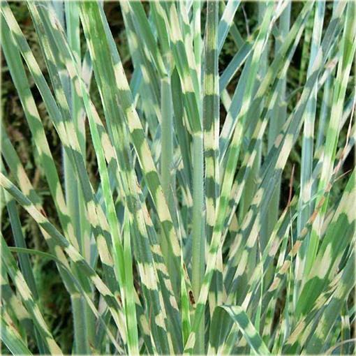 Miskant Strictus Miscanthus sinensis Strictus