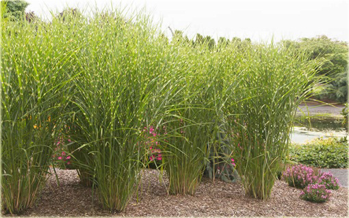 Miskant Strictus Miscanthus sinensis Strictus