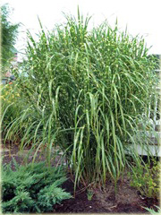 Miskant Strictus Miscanthus sinensis Strictus