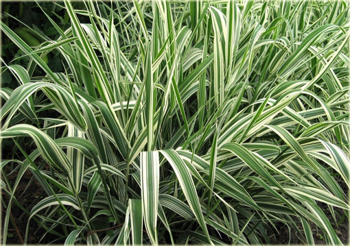 Mozga trzcinowata Phalaris arundinacea Picta