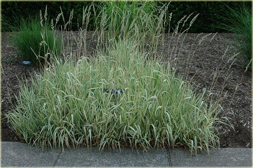 Mozga trzcinowata Phalaris arundinacea Picta