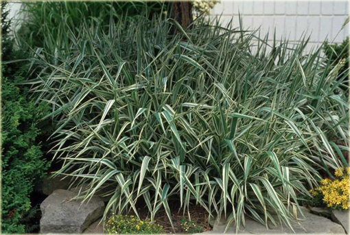 Mozga trzcinowata Phalaris arundinacea Picta