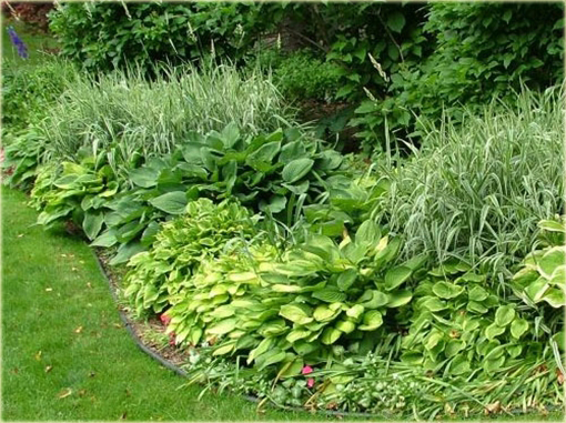 Mozga trzcinowata Phalaris arundinacea Picta