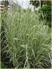 Mozga trzcinowata Phalaris arundinacea Picta