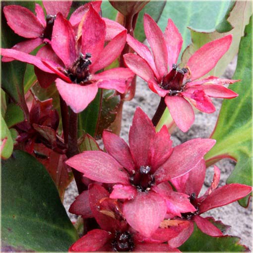 Mukgenia Nova Flame Mukgenia