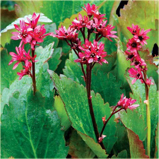 Mukgenia Nova Flame Mukgenia