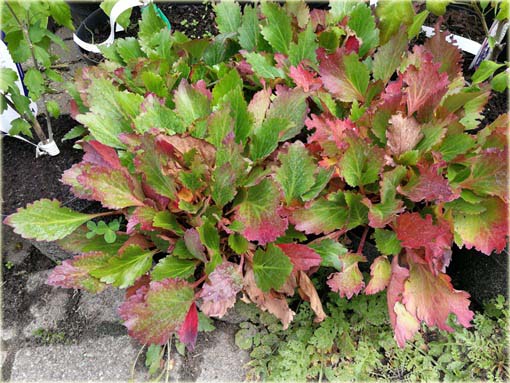 Mukgenia Nova Flame Mukgenia