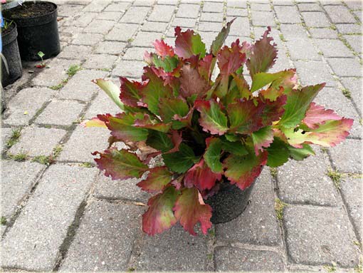 Mukgenia Nova Flame Mukgenia