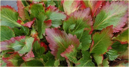 Mukgenia Nova Flame Mukgenia