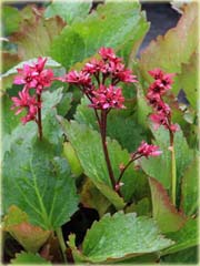 Mukgenia Nova Flame Mukgenia