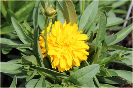 Nachyłek Wielkokwiatowy Solena Compact Coreopsis Grandiflora