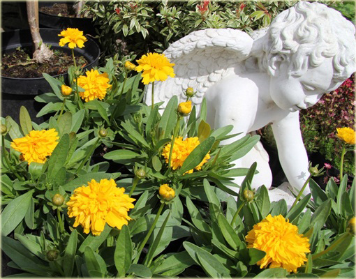 Nachyłek Wielkokwiatowy Solena Compact Coreopsis Grandiflora