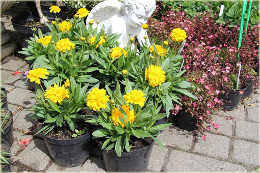 Nachyłek Wielkokwiatowy Solena Compact Coreopsis Grandiflora