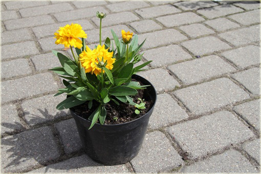 Nachyłek Wielkokwiatowy Solena Compact Coreopsis Grandiflora