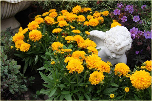Nachyłek Wielkokwiatowy Solena Compact Coreopsis Grandiflora