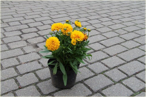 Nachyłek Wielkokwiatowy Solena Compact Coreopsis Grandiflora