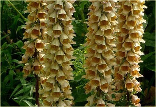 Naparstnica rdzawa Gelbererold Digitalis ferruginea