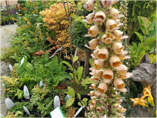 Naparstnica rdzawa Gelbererold Digitalis ferruginea