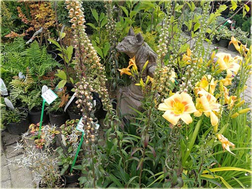 Naparstnica rdzawa Gelbererold Digitalis ferruginea