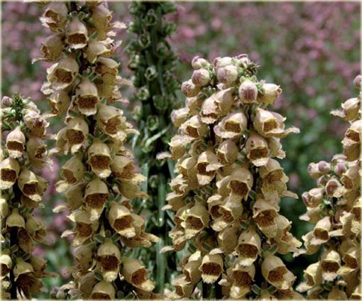 Naparstnica rdzawa Gelbererold Digitalis ferruginea