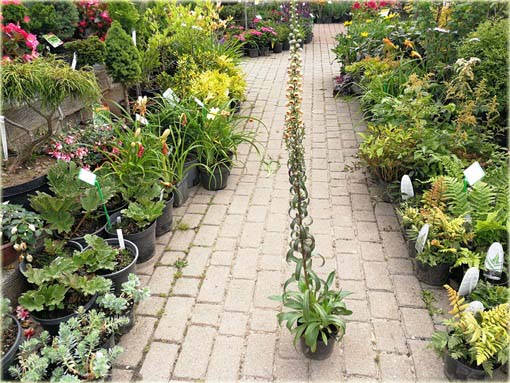 Naparstnica rdzawa Gelbererold Digitalis ferruginea