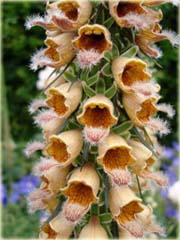 Naparstnica rdzawa Gelbererold Digitalis ferruginea