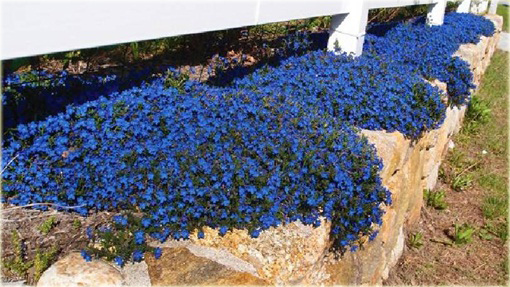 Nawrot rozpierzchłyeavenly Blue Lithodora diffusa