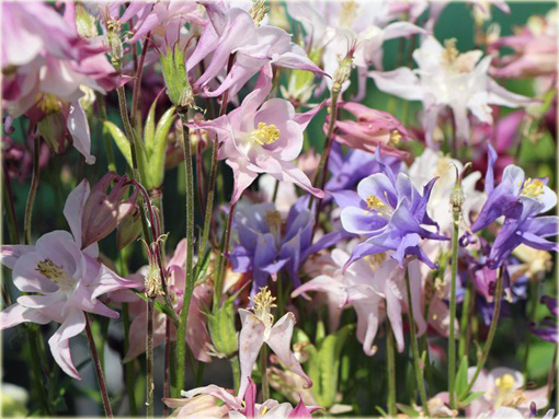 Orlik karłowy Biedermeier Aquilegia cultorum