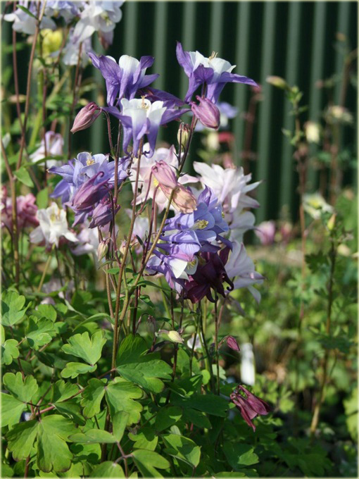 Orlik karłowy Biedermeier Aquilegia cultorum