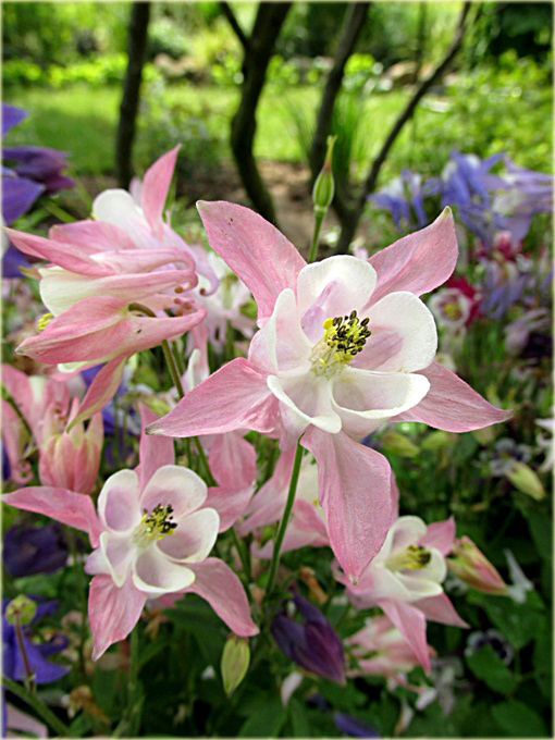 Orlik karłowy Biedermeier Aquilegia cultorum