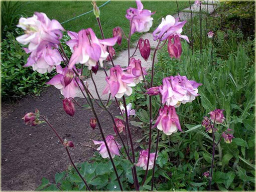 Orlik karłowy Biedermeier Aquilegia cultorum