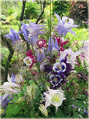 Orlik karłowy Biedermeier Aquilegia cultorum