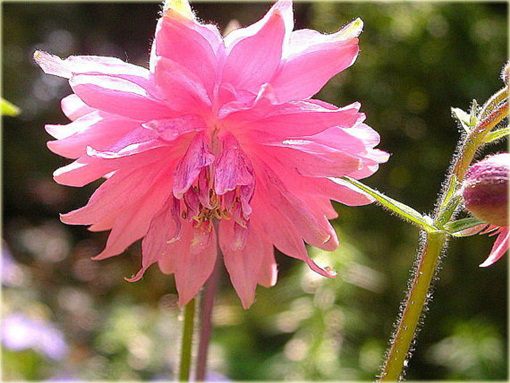 Orlik ogrodowy Barlow Pink Aquilegia
