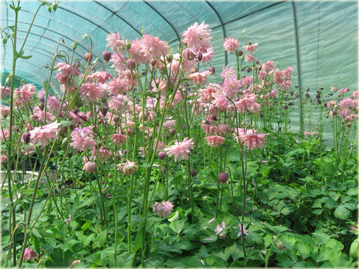 Orlik ogrodowy Barlow Pink Aquilegia