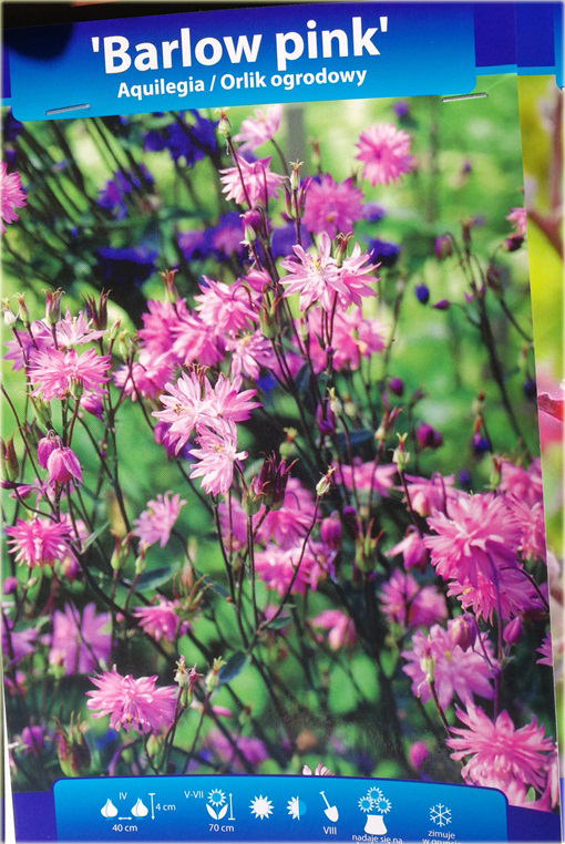 Orlik ogrodowy Barlow Pink Aquilegia