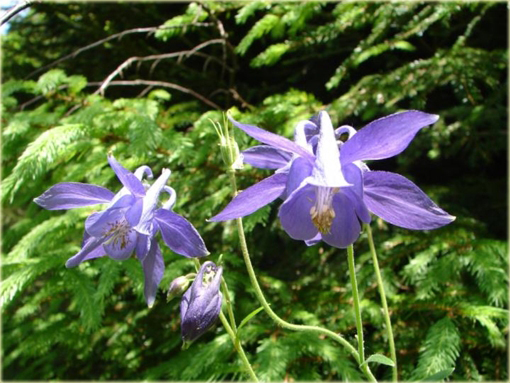 Orlik pospolity Aquilegia vulgaris